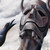 :icontetanuswarren: