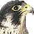 :icontethered-falcon: