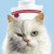 :icontetheredcat: