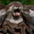 :icontetley-t: