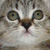 :icontetokitty123: