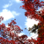 :icontexantransplanted: