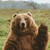 :icontezabear: