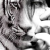 :icontgr-ldy: