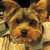 :iconthaibui: