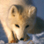 :iconthaliondolwen: