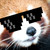 :iconthanekats: