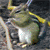 :icontharsade: