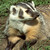 :iconthatdamnedbadger: