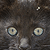 :iconthatsong: