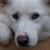 :iconthayna-55:
