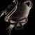 :iconthe--grim--reaper: