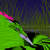 :iconthe-albtraum: