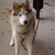 :iconthe-angel-of-dark: