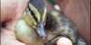 :iconthe-animal-art-club: