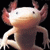 :iconthe-axolotl: