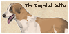 :iconthe-baghdad-setter: