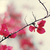 :iconthe-balcony-scene: