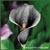 :iconthe-black-lilac: