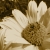 :iconthe-black-mamba: