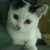 :iconthe-cat15: