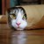 :iconthe-copy-cat: