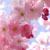 :iconthe-crimosnlotus: