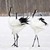 :iconthe-dancing-crane: