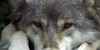 :iconthe-dark-moon-pack: