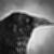 :iconthe-dark-raven-guild: