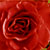 :iconthe-darkness-kissing: