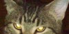 :iconthe-epic-catness: