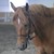 :iconthe-equine: