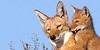 :iconthe-ethiopian-wolf: