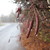 :iconthe-far-north: