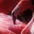 :iconthe-flamingo-girl: