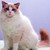 :iconthe-fluffy-kitty: