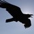 :iconthe-frozen-one: