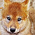 :iconthe-gold-moon-wolf: