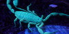 :iconthe-green-scorpion: