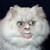 :iconthe-hay-guys-cat:
