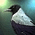 :iconthe-hooded-crow: