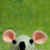 :iconthe-house-of-mouse: