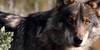 :iconthe-iberian-wolf: