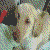 :iconthe-incredible-al: