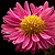 :iconthe-jean: