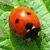 :iconthe-ladybird-queen: