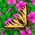 :iconthe-land-of-ny: