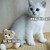 :iconthe-layman: