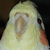 the-Leander :iconthe-leander: